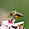 Apiculture